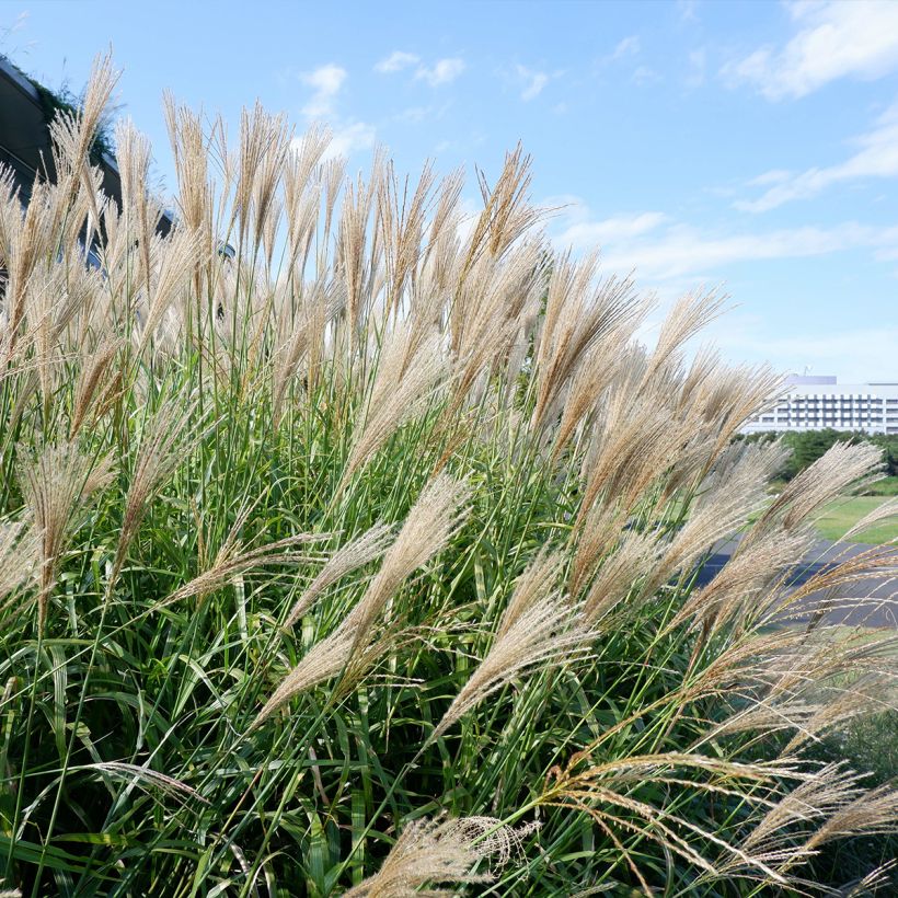 Elefanttiheinä - Miscanthus floridulus (Kasvutapa)