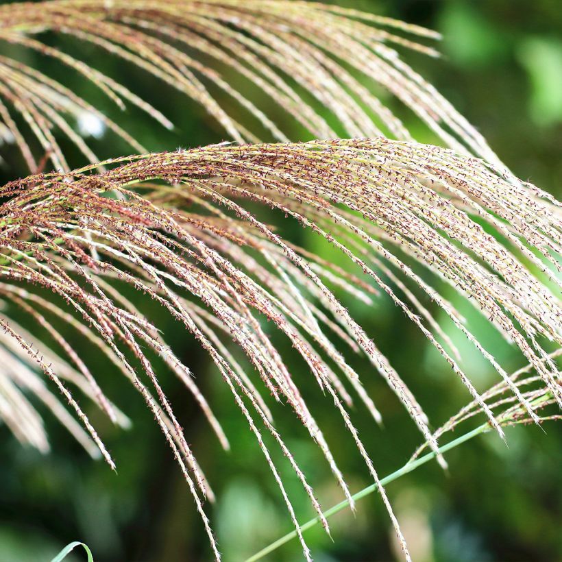 Elefanttiheinä - Miscanthus floridulus (Kukinta)