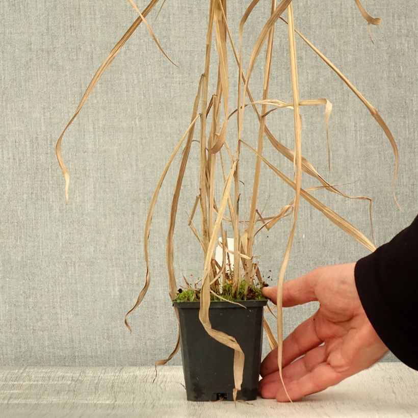 Esimerkki syksyllä toimitetusta Elefanttiheinä - Miscanthus floridulus 8/9 cm taimiruukku-taimesta