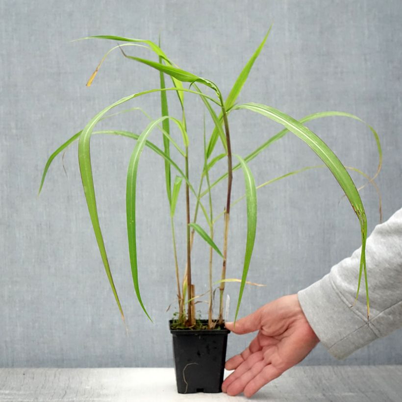 Esimerkki kesällä toimitetusta Elefanttiheinä - Miscanthus floridulus Taimiruukku 8/9 cm-taimesta
