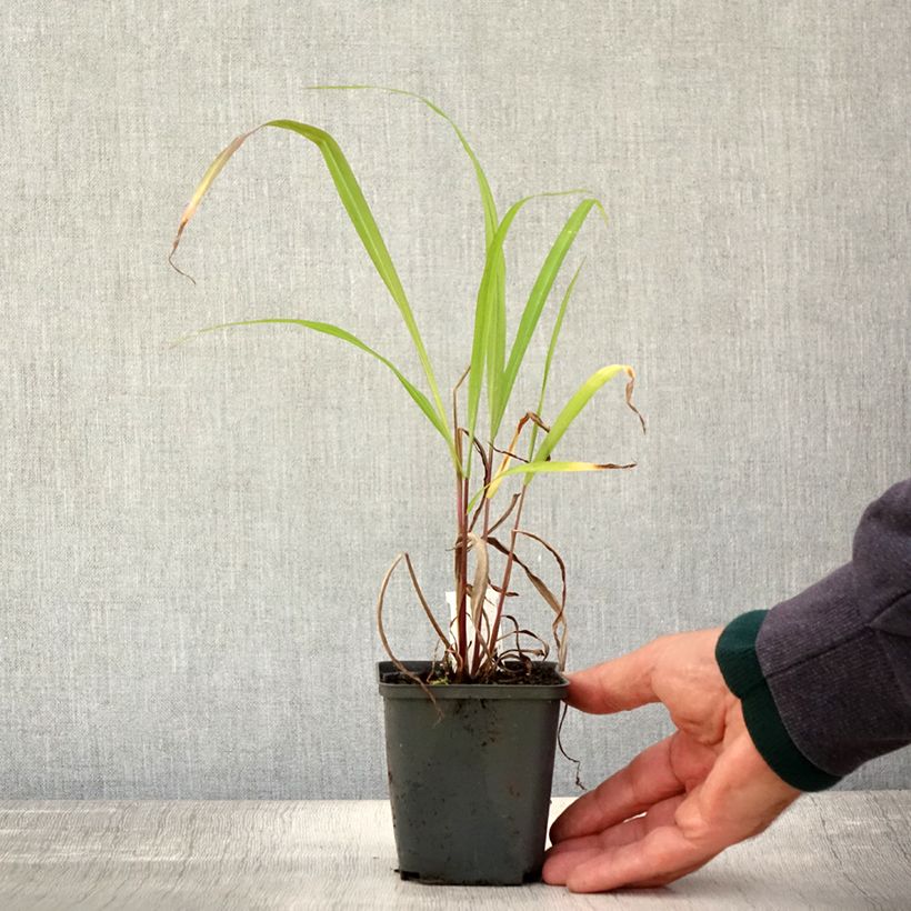 Esimerkki syksyllä toimitetusta Elefanttiheinä - Miscanthus nepalensis 8/9 cm taimiruukku-taimesta