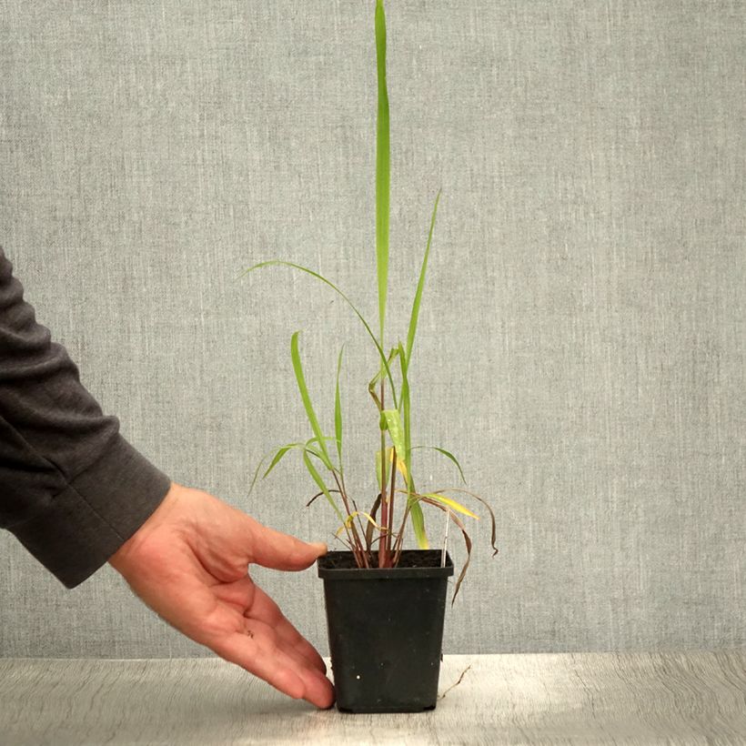 Esimerkki kesällä toimitetusta Elefanttiheinä - Miscanthus nepalensis Taimiruukku 8/9 cm-taimesta