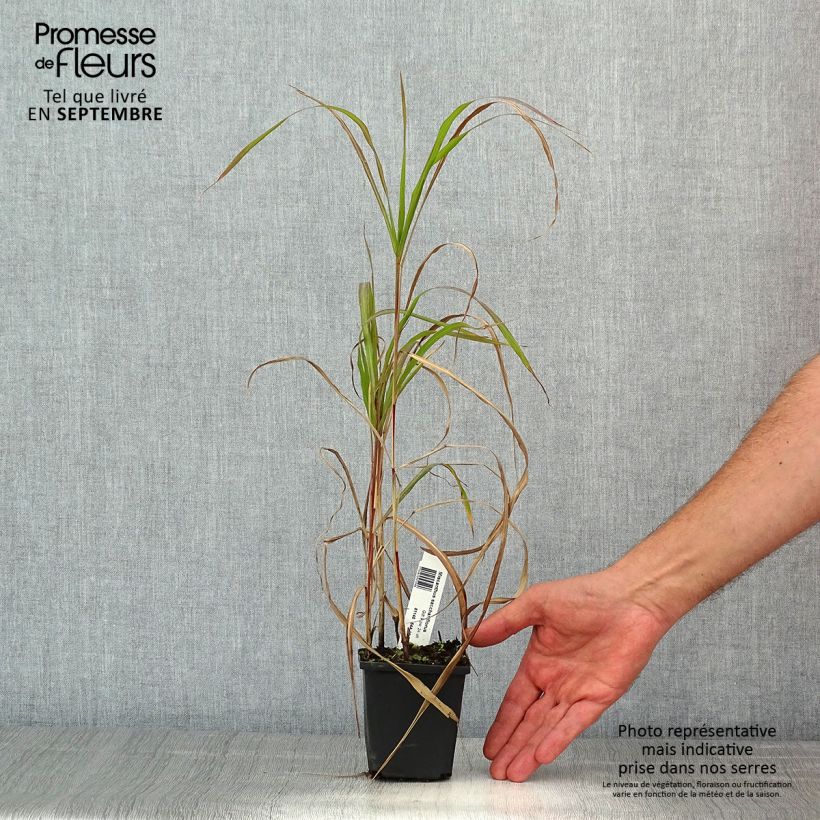 Esimerkki kesällä toimitetusta Mammuttiheinä - Miscanthus sacchariflorus Godet de 8/9 cm-taimesta