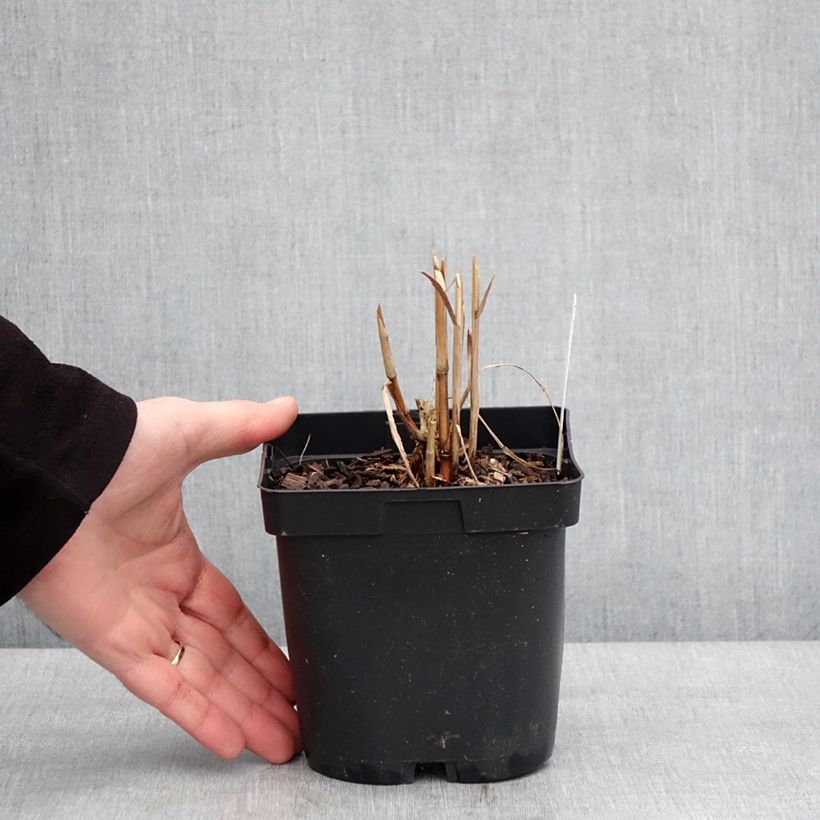Esimerkki talvella toimitetusta Miscanthus sacchariflorus - Roseau de Chine Pot de 2L/3L-taimesta