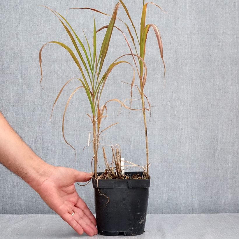 Esimerkki kesällä toimitetusta Mammuttiheinä - Miscanthus sacchariflorus Pot de 2L/3L-taimesta