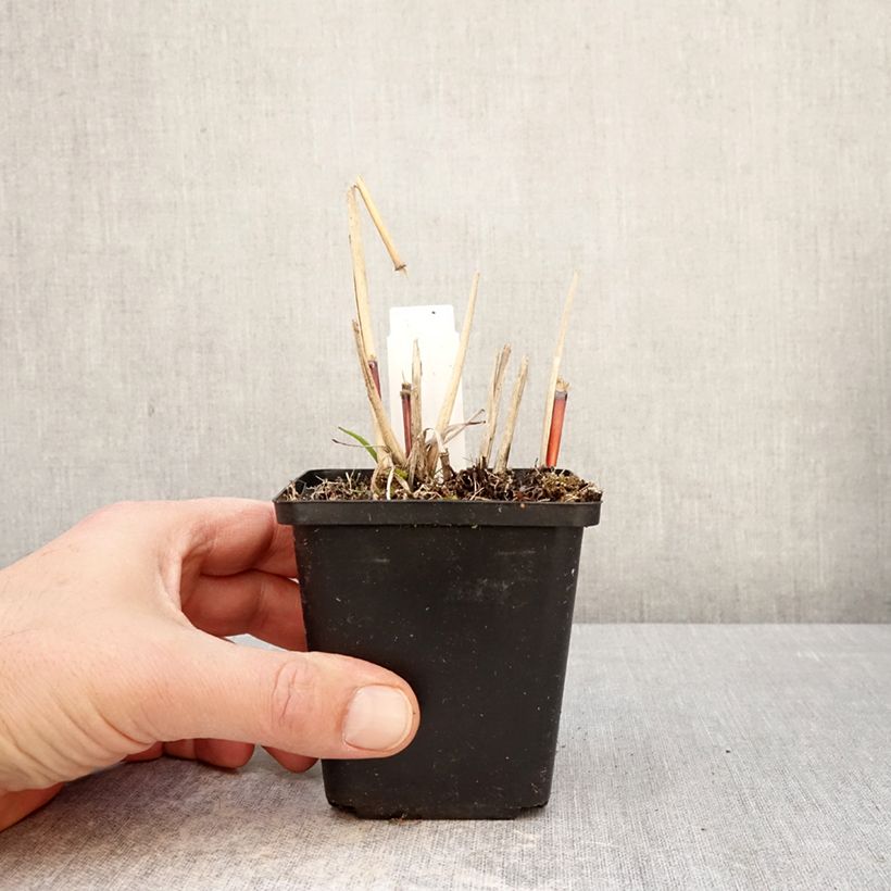Esimerkki keväällä toimitetusta Elefanttiheinä Afrika Godet de 8/9 cm-taimesta