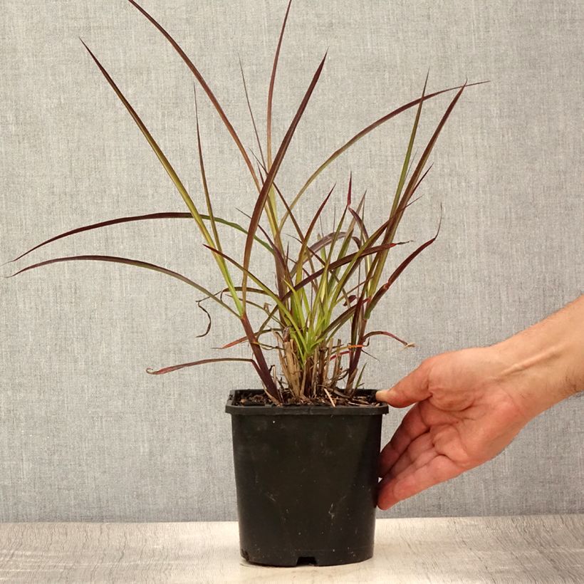 Esimerkki kesällä toimitetusta Elefanttiheinä Boucle Pot de 1,5L/2L-taimesta