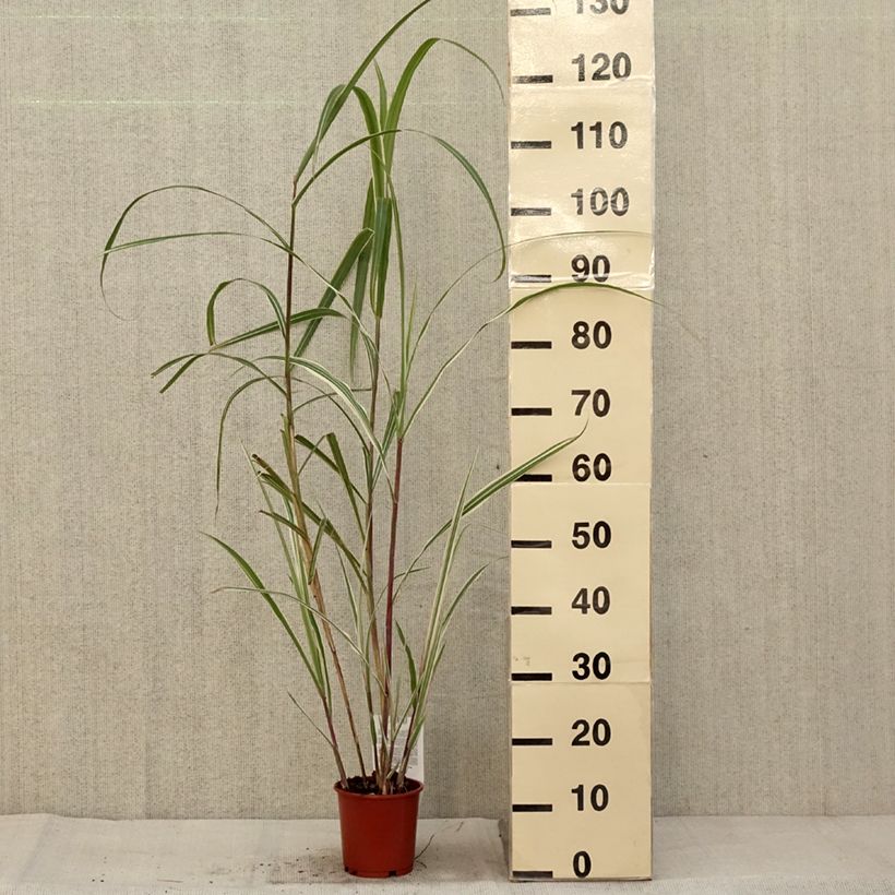 Esimerkki syksyllä toimitetusta Miscanthus sinensis Cosmopolitan - Eulalie, Roseau de Chine Pot de 1L/1,5L-taimesta