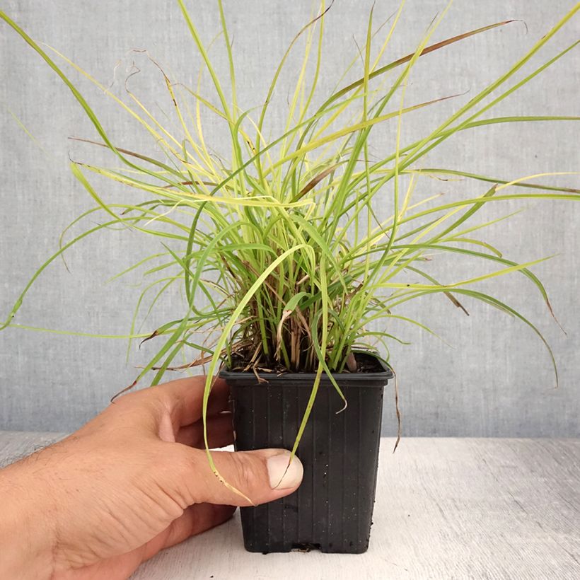 Esimerkki kesällä toimitetusta Elefanttiheinä Cute One Taimiruukku 8/9 cm-taimesta
