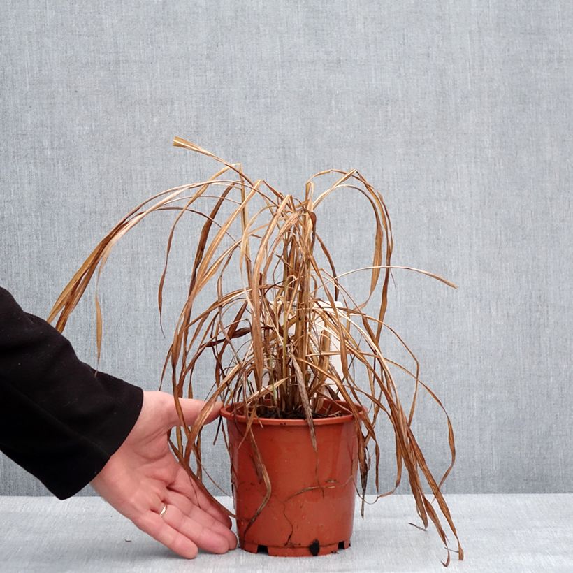 Esimerkki talvella toimitetusta Miscanthus sinensis Ghana - Roseau de Chine Pot de 1L/1,5L-taimesta