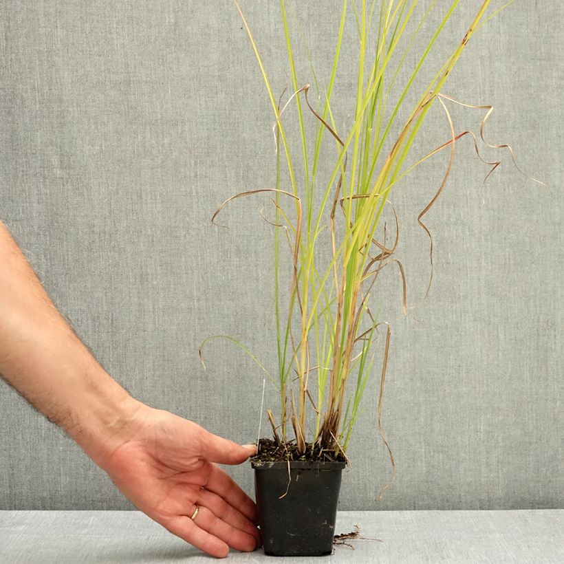 Esimerkki kesällä toimitetusta Elefanttiheinä Grosse Fontäne 8/9 cm taimiruukku-taimesta