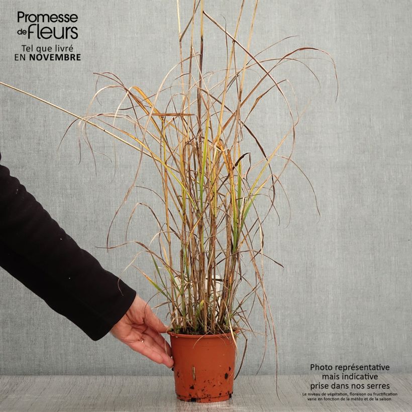 Esimerkki syksyllä toimitetusta Miscanthus sinensis Kaskade - Roseau de Chine Pot de 1L/1,5L-taimesta
