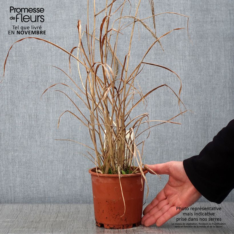 Esimerkki syksyllä toimitetusta Miscanthus sinensis Kleine Fontäne (Petite Fontaine) Pot de 1L/1,5L-taimesta