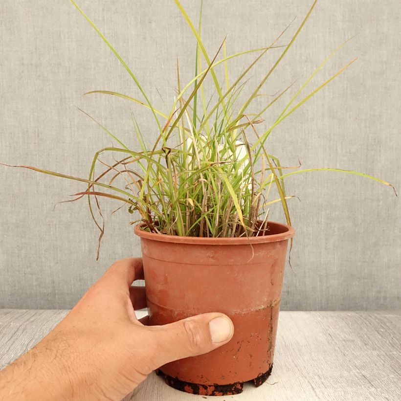 Esimerkki kesällä toimitetusta Elefanttiheinä Kleine Silberspinne Ruukku 1L / 1,5L-taimesta