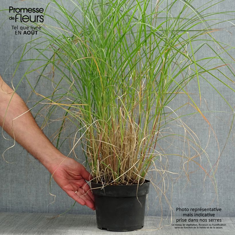 Esimerkki kesällä toimitetusta Elefanttiheinä Kleine Silberspinne Ruukku 4L / 5L-taimesta
