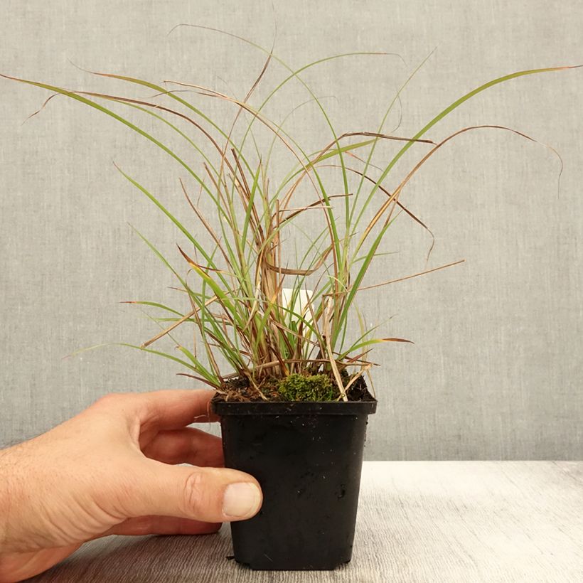 Esimerkki syksyllä toimitetusta Elefanttiheinä Krater 8/9 cm taimiruukku-taimesta