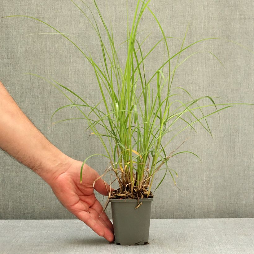 Esimerkki keväällä toimitetusta Elefanttiheinä Little Miss Taimiruukku 8/9 cm-taimesta