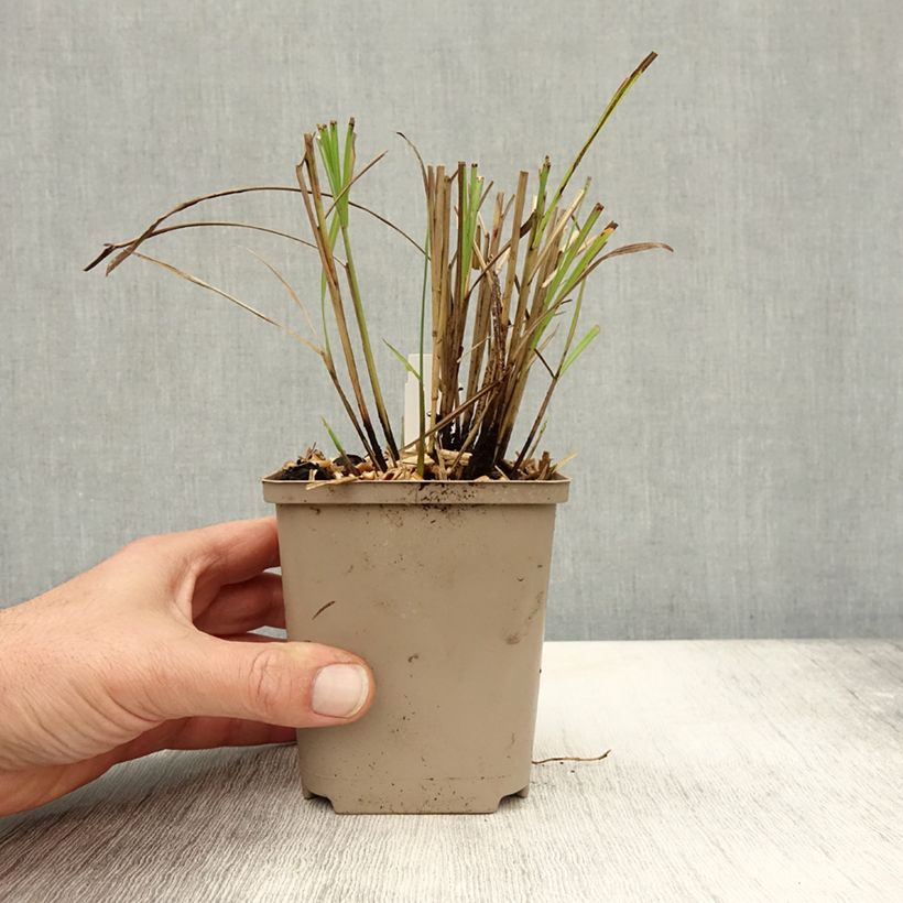 Esimerkki syksyllä toimitetusta Elefanttiheinä Little Miss 8/9 cm taimiruukku-taimesta