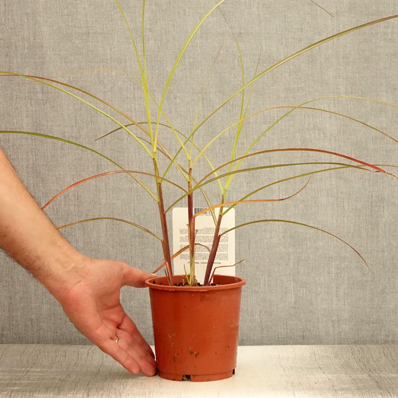 Esimerkki kesällä toimitetusta Elefanttiheinä Malepartus Ruukku 1L / 1,5L-taimesta