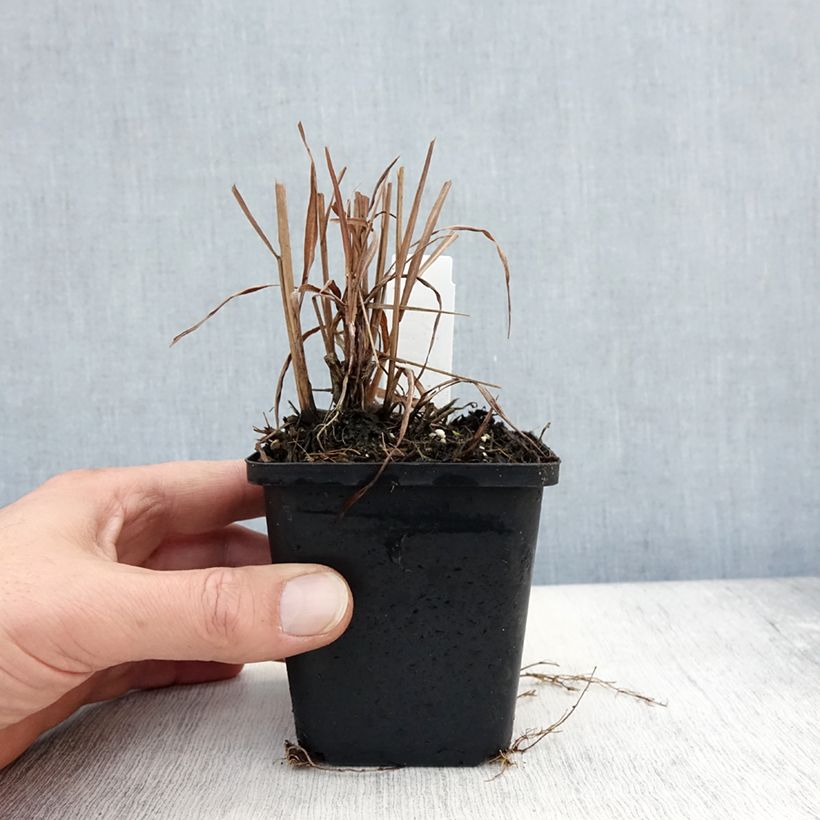 Esimerkki syksyllä toimitetusta Elefanttiheinä Purpurascens 8/9 cm taimiruukku-taimesta