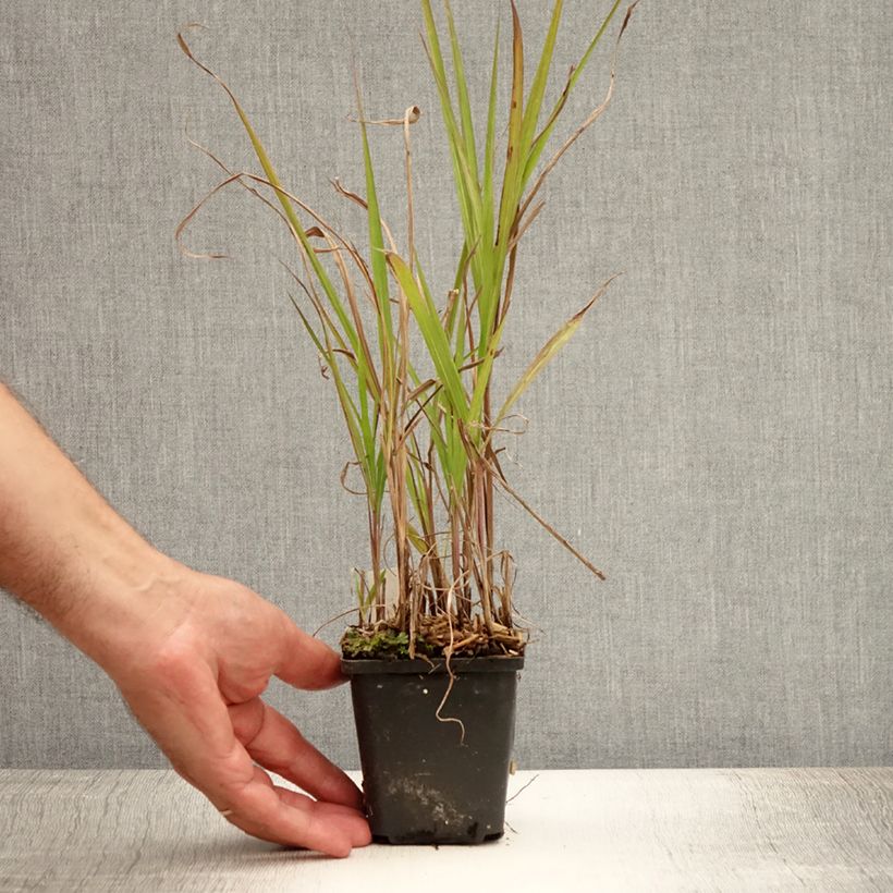 Esimerkki kesällä toimitetusta Elefanttiheinä Purpurascens Godet de 8/9 cm-taimesta