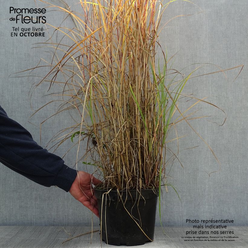 Esimerkki syksyllä toimitetusta Miscanthus sinensis Red Chief - Roseau de Chine Pot de 4L/5L-taimesta