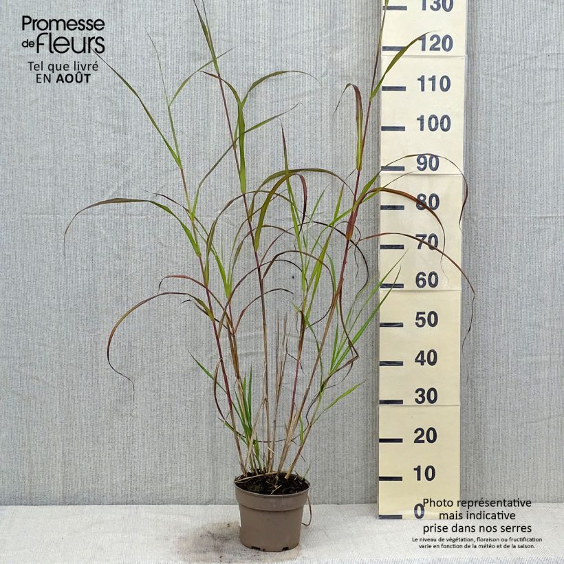 Esimerkki kesällä toimitetusta Elefanttiheinä Silberfeder Pot de 2L/3L-taimesta