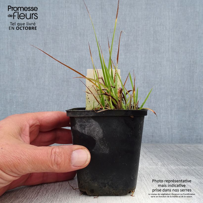 Esimerkki syksyllä toimitetusta Elefanttiheinä Strictus Dwarf 8/9 cm taimiruukku-taimesta