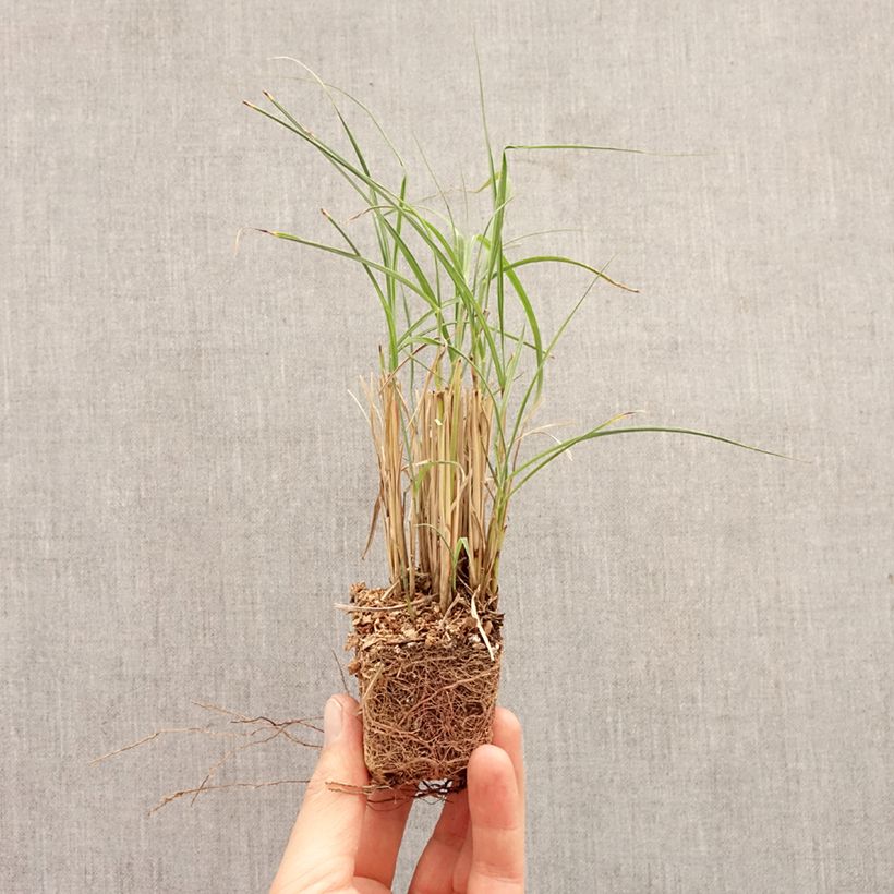 Esimerkki keväällä toimitetusta Elefanttiheinä Strictus Dwarf Minipaakku Ø 3/4 cm-taimesta