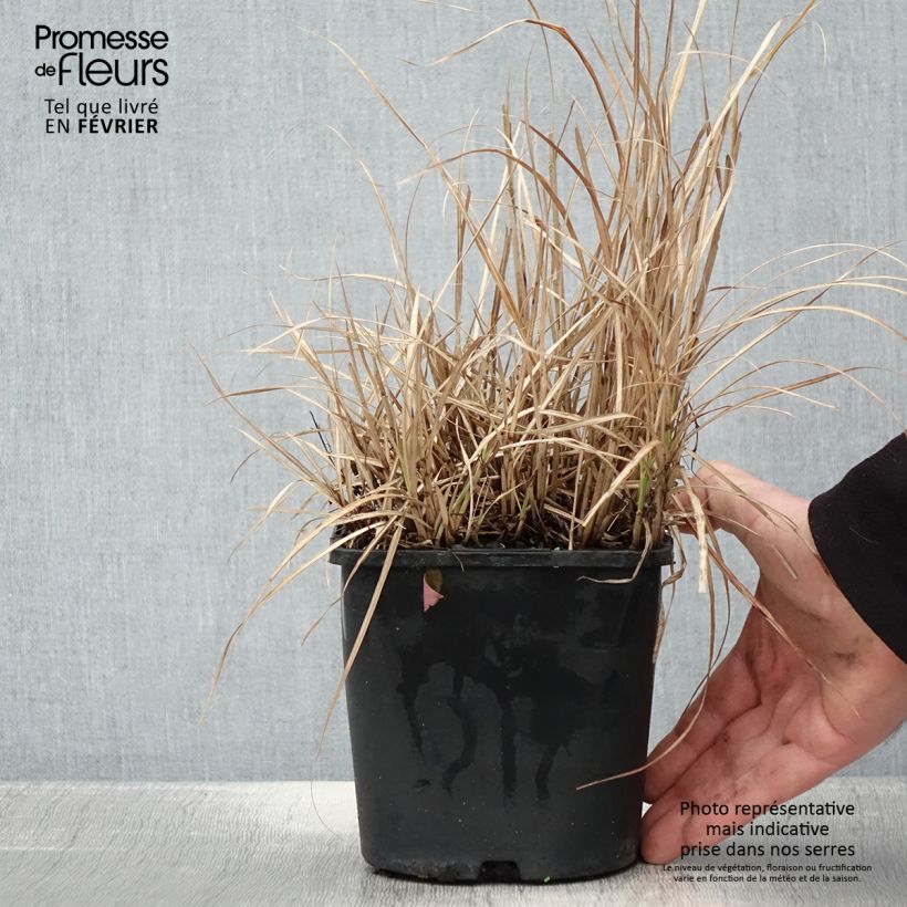 Esimerkki talvella toimitetusta Miscanthus sinensis Strictus Dwarf - Roseau de Chine Pot de 2L/3L-taimesta