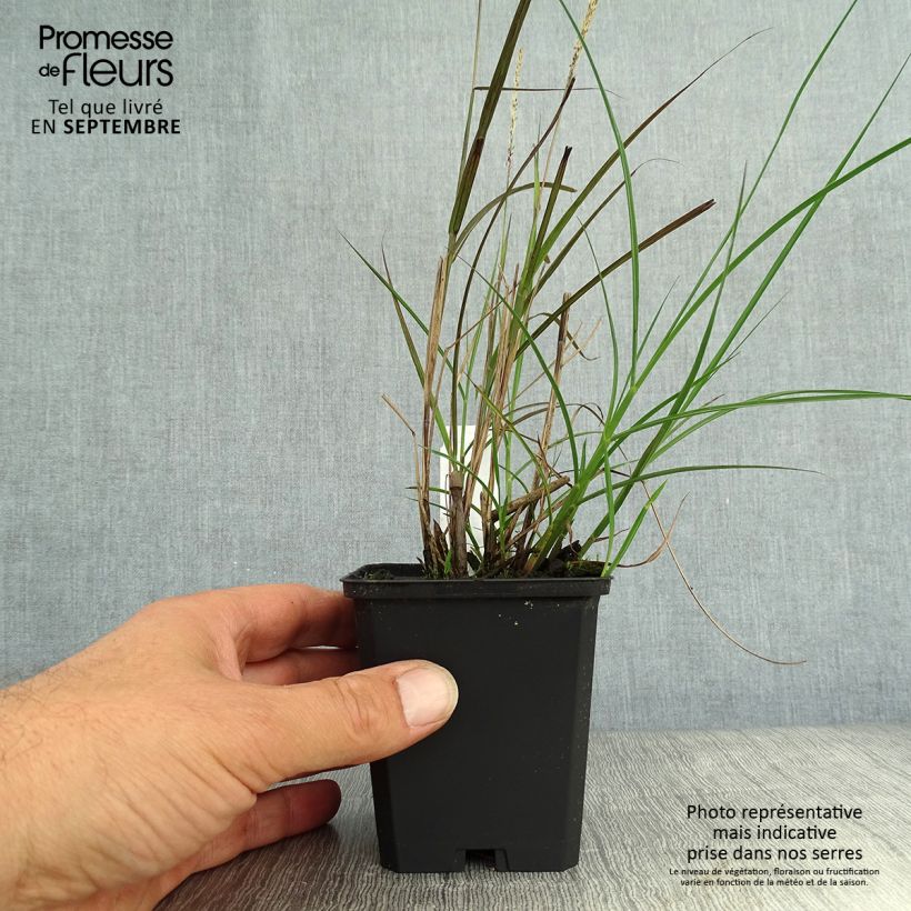 Esimerkki syksyllä toimitetusta Elefanttiheinä Yaku-Jima 8/9 cm taimiruukku-taimesta