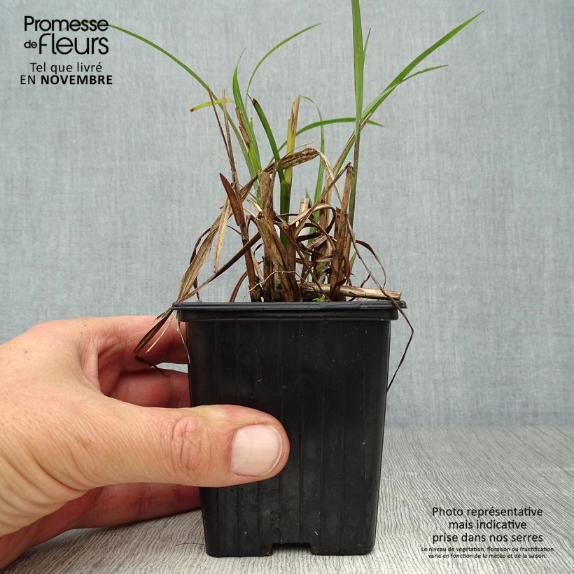 Esimerkki syksyllä toimitetusta Elefanttiheinä - Miscanthus transmorrisonensis 8/9 cm taimiruukku-taimesta