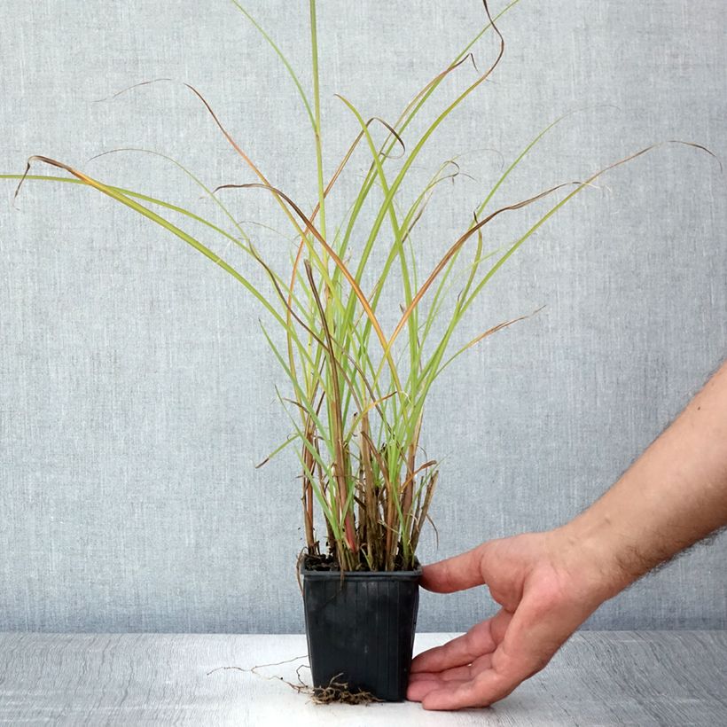 Esimerkki kesällä toimitetusta Elefanttiheinä - Miscanthus transmorrisonensis Taimiruukku 8/9 cm-taimesta