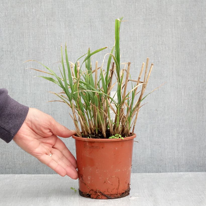 Esimerkki syksyllä toimitetusta Elefanttiheinä - Miscanthus transmorrisonensis 1 litran / 1,5 litran ruukku-taimesta
