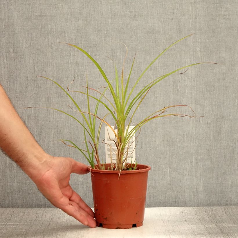 Esimerkki kesällä toimitetusta Elefanttiheinä - Miscanthus transmorrisonensis Ruukku 1L / 1,5L-taimesta