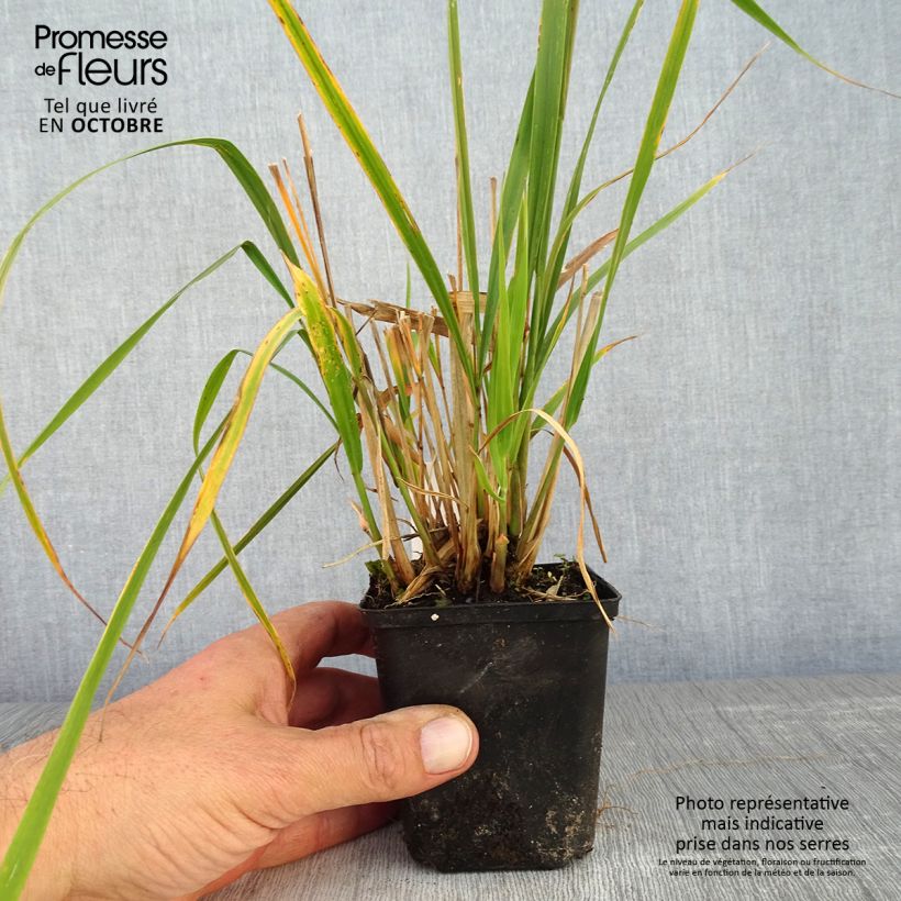 Esimerkki syksyllä toimitetusta Isosiniheinä Windsaule 8/9 cm taimiruukku-taimesta