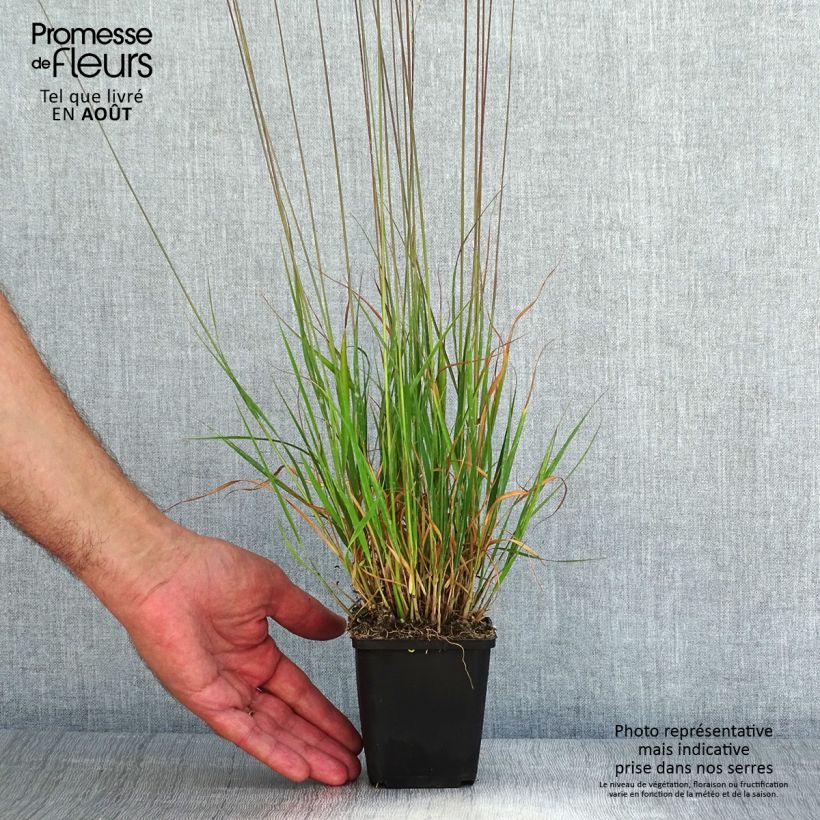 Esimerkki kesällä toimitetusta Siniheinä Moorflamme 8/9 cm taimiruukku-taimesta