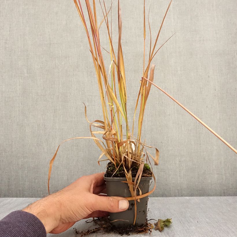 Esimerkki syksyllä toimitetusta Isosiniheinä Molinia caerulea Fontäne 8/9 cm taimiruukku-taimesta
