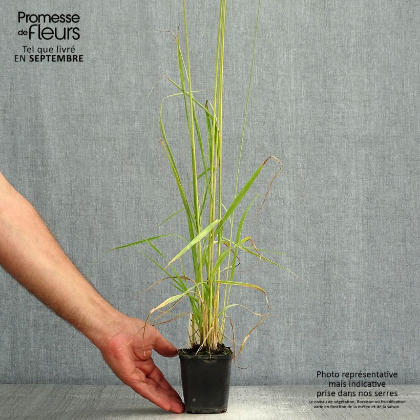 Esimerkki kesällä toimitetusta Isosiniheinä Molinia caerulea ssp arundinacea Fontäne Godet de 8/9 cm-taimesta