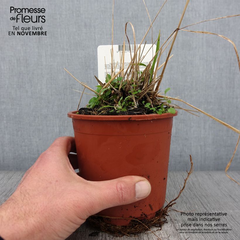 Esimerkki syksyllä toimitetusta Molinia caerulea ssp arundinacea Fontäne Pot de 1L/1,5L-taimesta