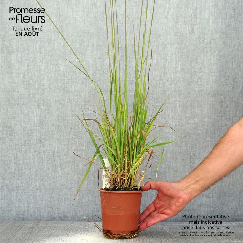 Esimerkki kesällä toimitetusta Isosiniheinä Molinia caerulea ssp arundinacea Fontäne Pot de 1L/1,5L-taimesta