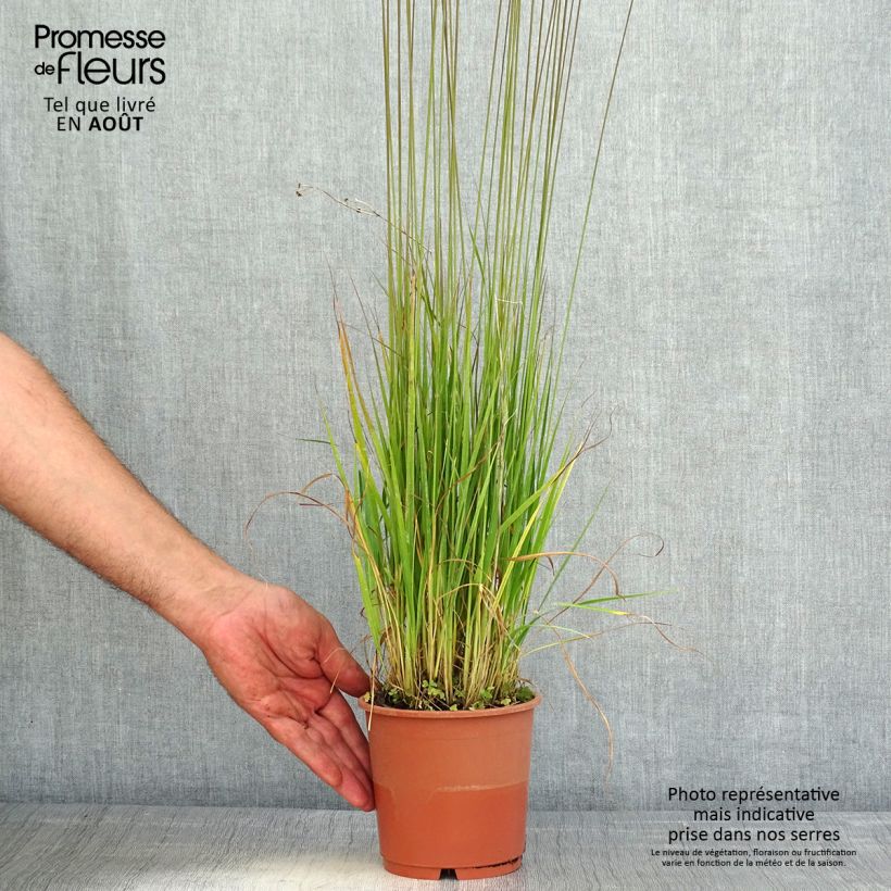 Esimerkki kesällä toimitetusta Pikkusiniheinä Heidebraut Pot de 1L/1,5L-taimesta