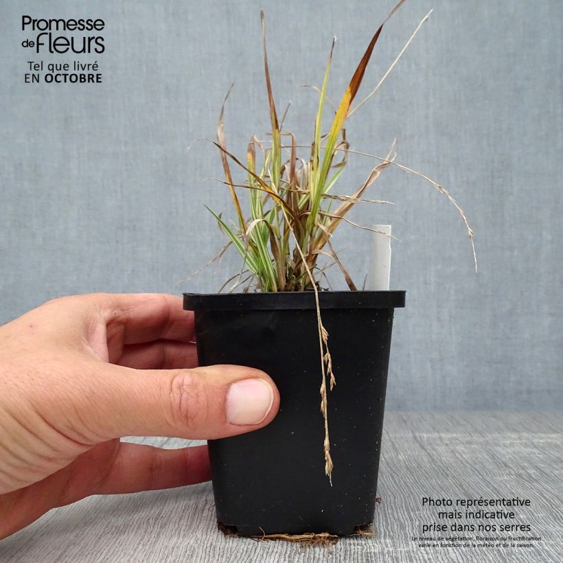 Esimerkki syksyllä toimitetusta Pikkusiniheinä Variegata 8/9 cm taimiruukku-taimesta
