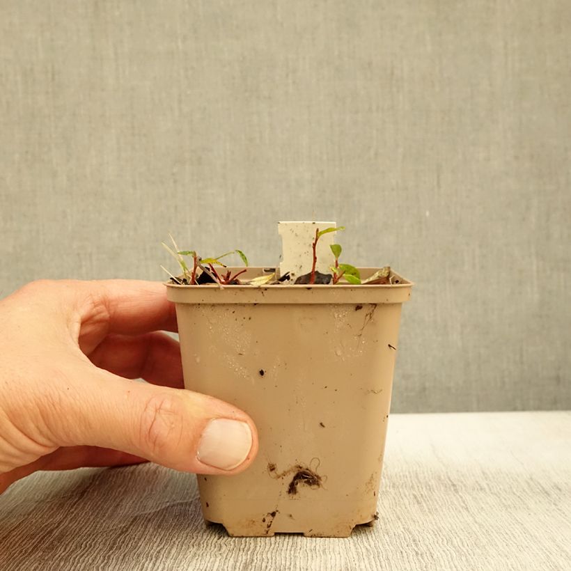 Esimerkki syksyllä toimitetusta Vuorikirveli - Molopospermum peloponnesiacum 8/9 cm taimiruukku-taimesta