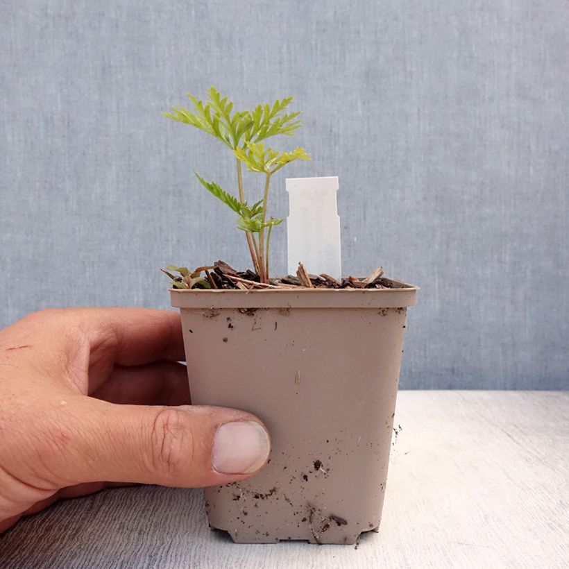 Esimerkki kesällä toimitetusta Vuorikirveli - Molopospermum peloponnesiacum Godet de 8/9 cm-taimesta