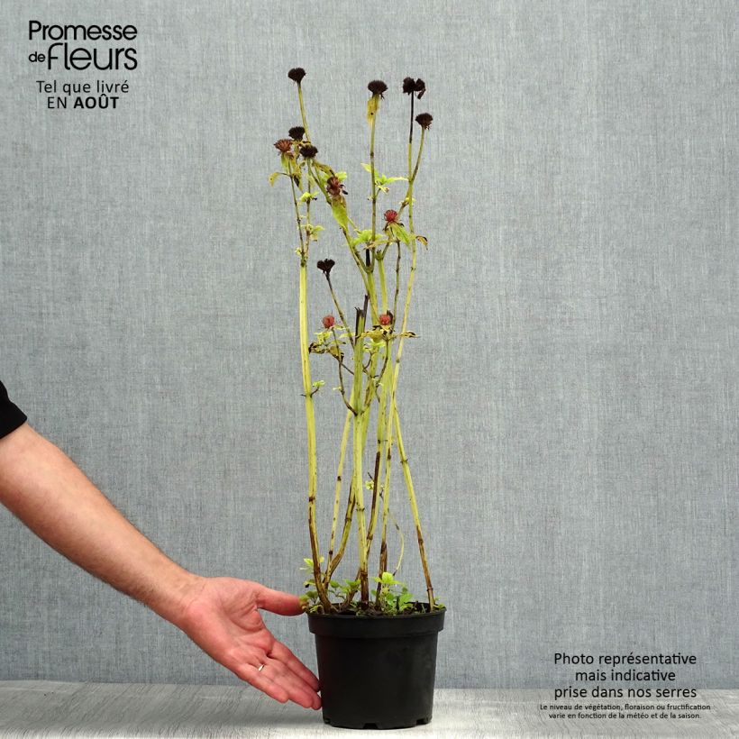 Esimerkki kesällä toimitetusta Punaväriminttu Gardenview Scarlet Pot de 2L/3L-taimesta