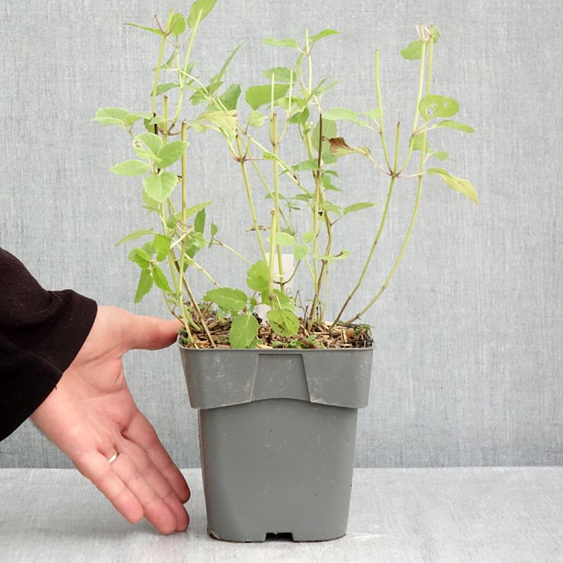 Esimerkki syksyllä toimitetusta Punaväriminttu Gardenview Scarlet 2 litran/3 litran ruukku-taimesta