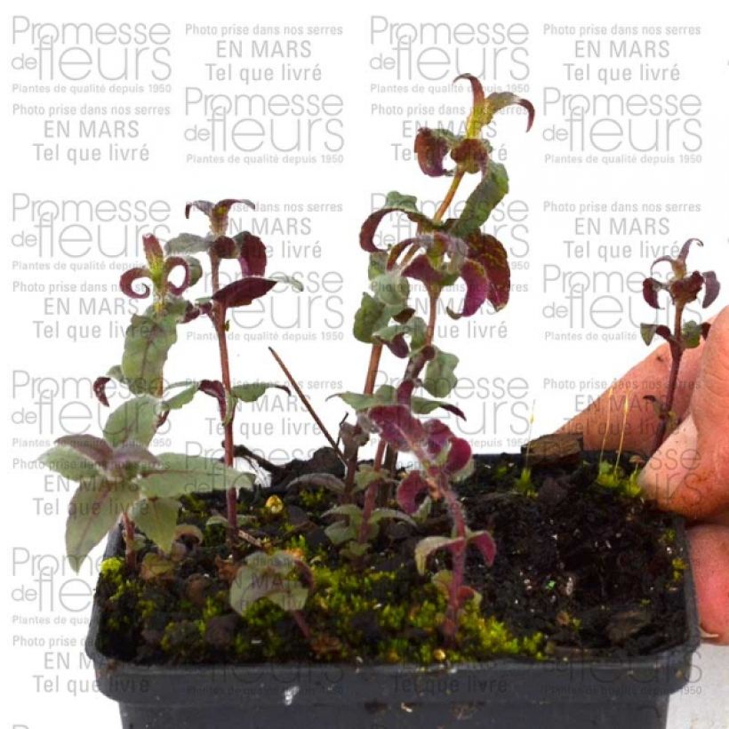 Esimerkki toimitetusta Monarde bradburiana - Bergamote sauvage Godet de 8/9 cm-taimesta