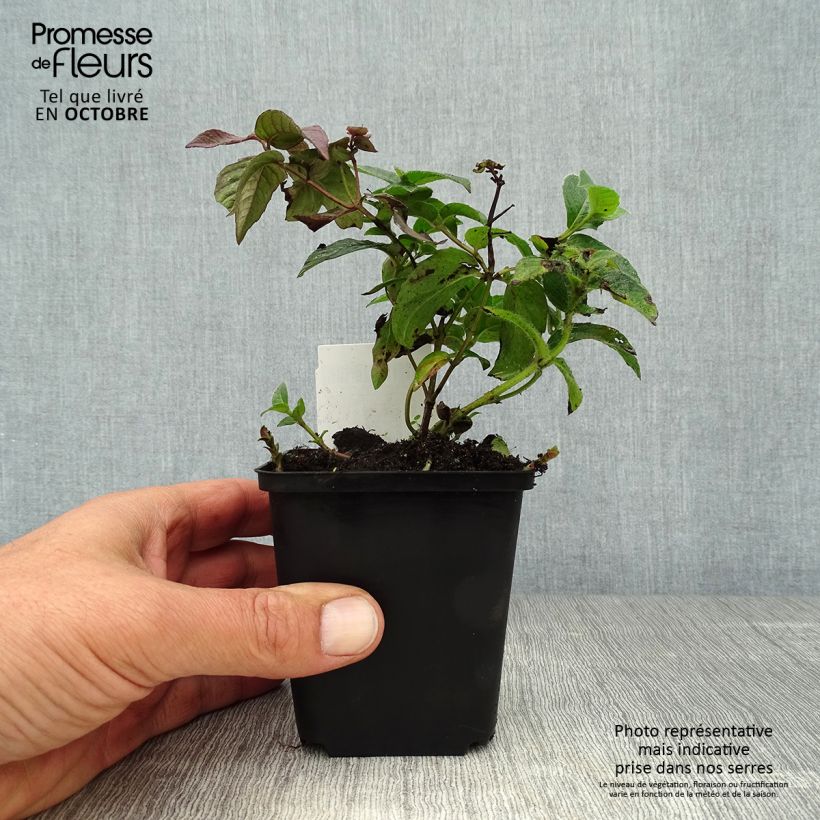 Esimerkki syksyllä toimitetusta Värimintu - Monarda bradburiana 8/9 cm taimiruukku-taimesta