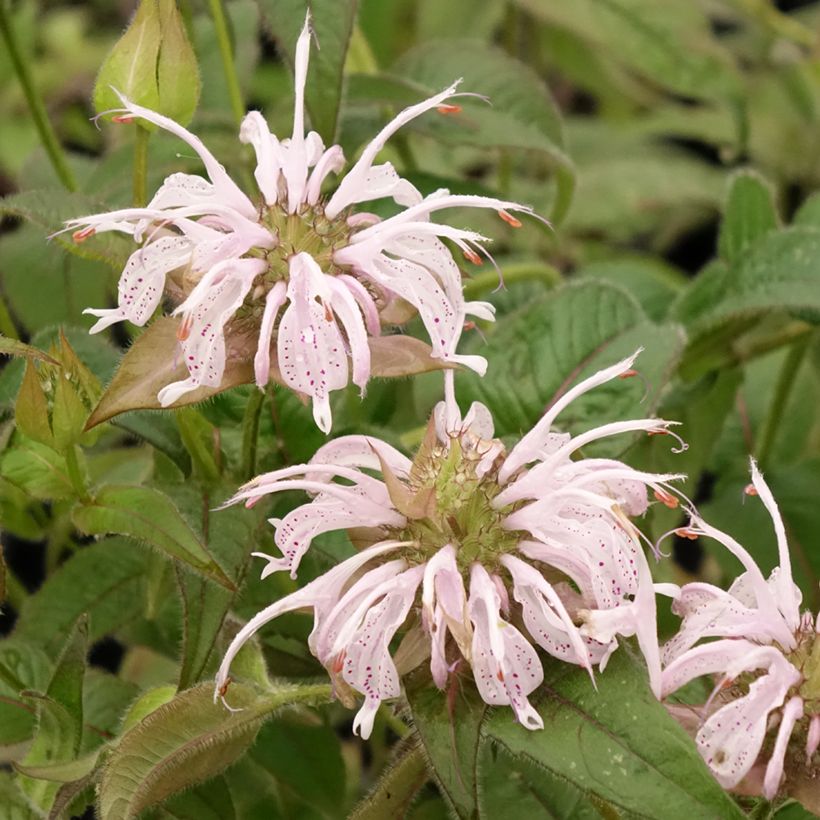 Värimintu - Monarda bradburiana (Kukinta)